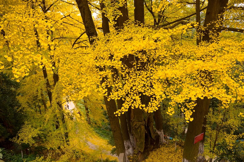 金黄天地的银杏